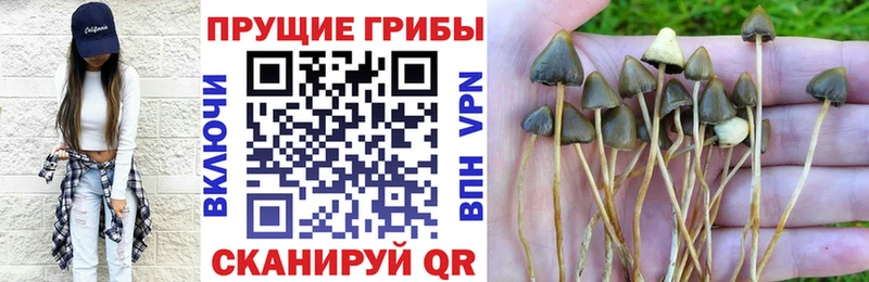 цены наркотик  сайты даркнета наркотические препараты  Псилоцибиновые грибы Magic Shrooms  Короча 